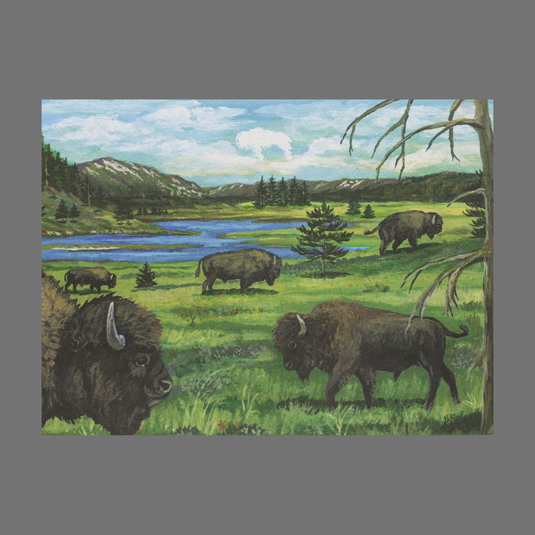 Pack of 4 - Buffalo on Prairie (20032)