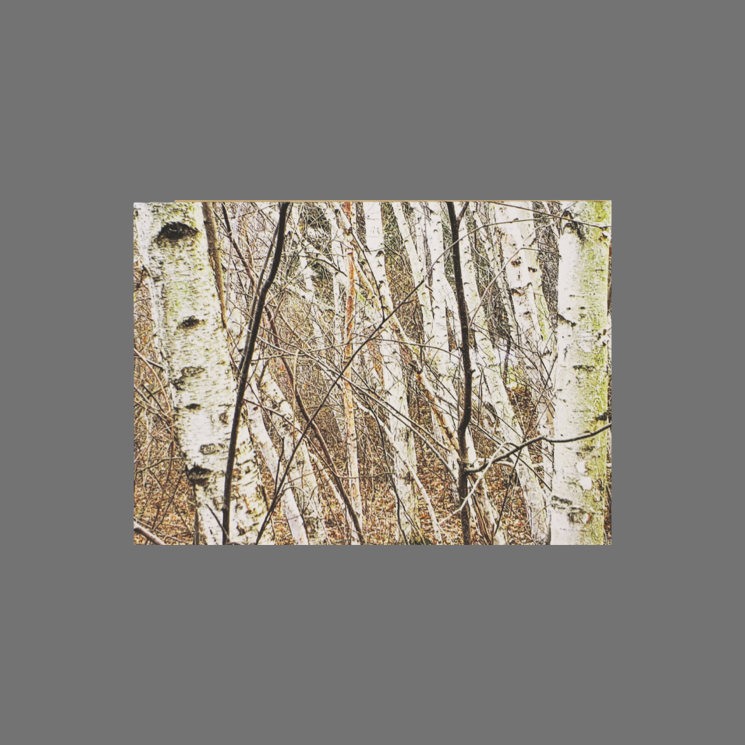 Pack of 8 - Birch Trees (10014)
